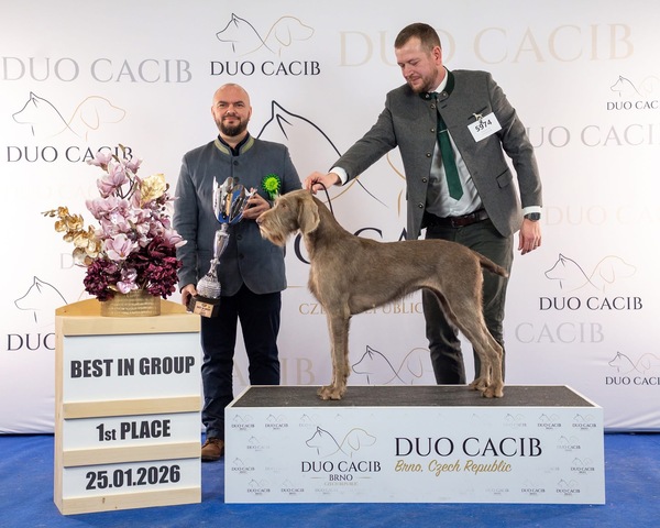 duo-cacib-brno-slovenský-ohař1